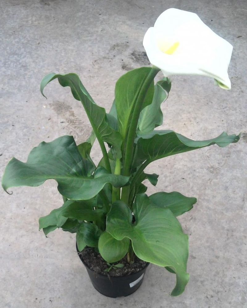 Arum blanc en pot