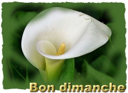 Calla blanc dimanche