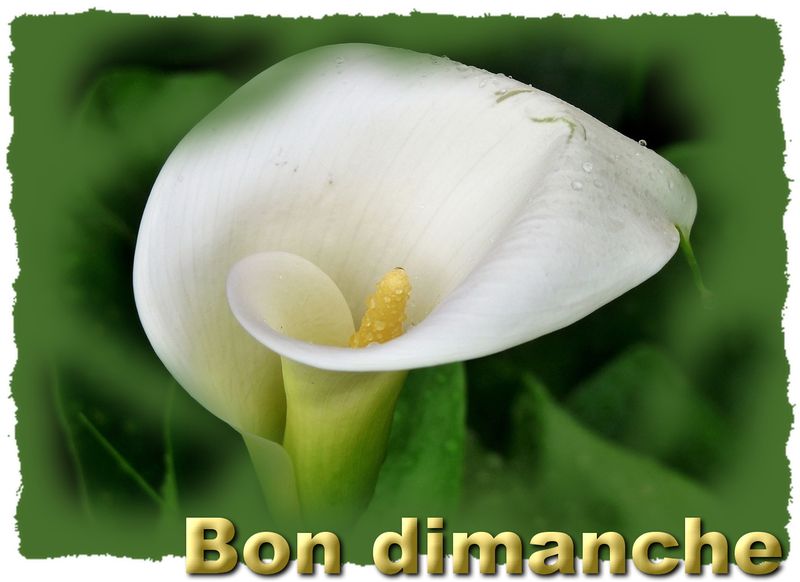 Calla blanc dimanche