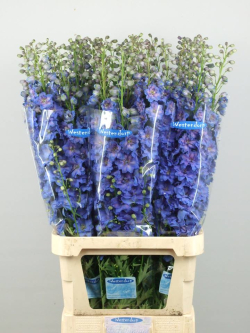 Delphiniums 04