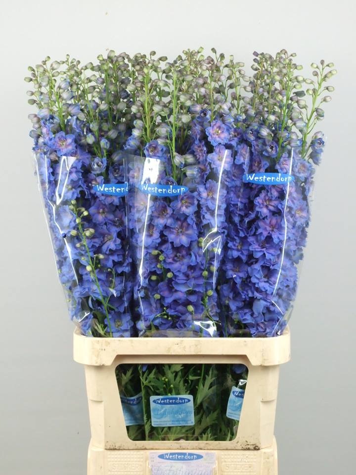 Delphiniums 04