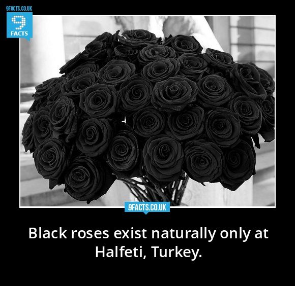 Roses Halfeti