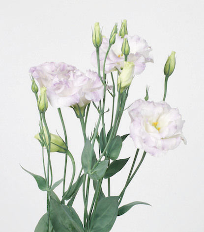 Lysianthus Lavande_reference