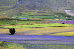 Castellucciodinorcia 7