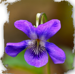 Prenom violette2
