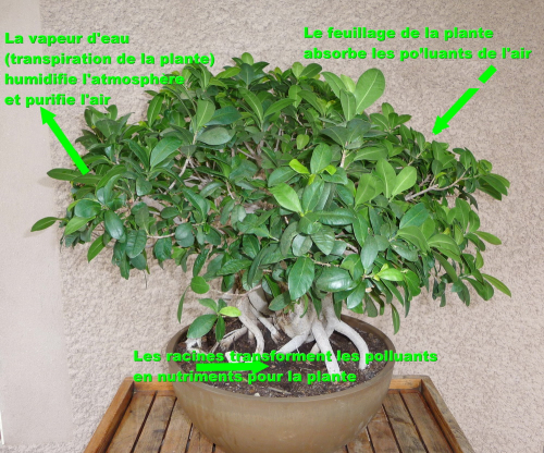 Ficus dépoluant