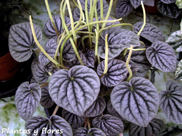 Peperomia griseoargentea