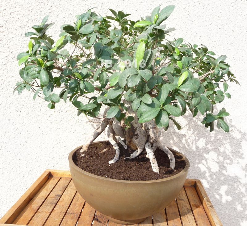 Ficus mars 2016 B