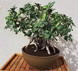 Ficus mars 2016 B