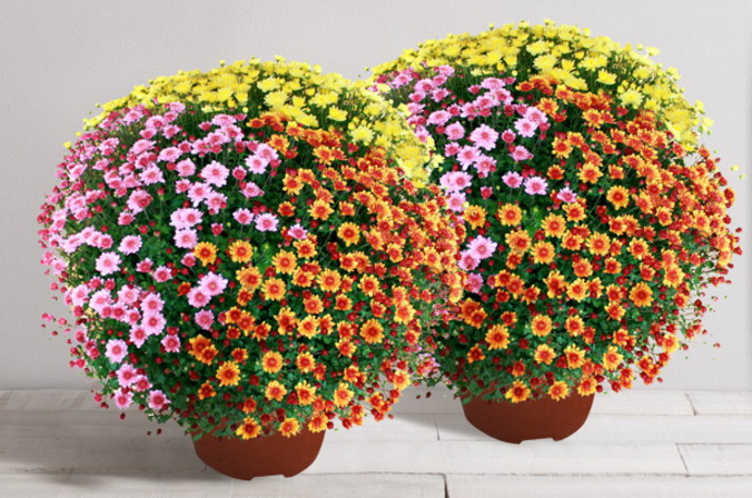 Interflora chrysanthèmes