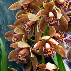 OHF Orchidée Cymbidium