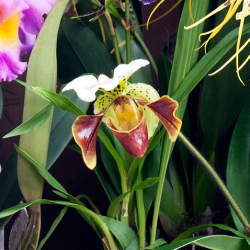 OHF Orchidée Paphiopédilum