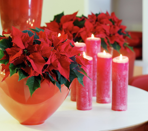 Poinsettias_3