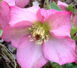 Helleborus_05