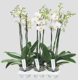 Orchidée-Phalaenopsis_01
