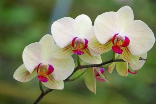 Phalaenopsis _02