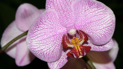 Phalaenopsis _03