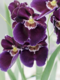 Orchidée cambria JB