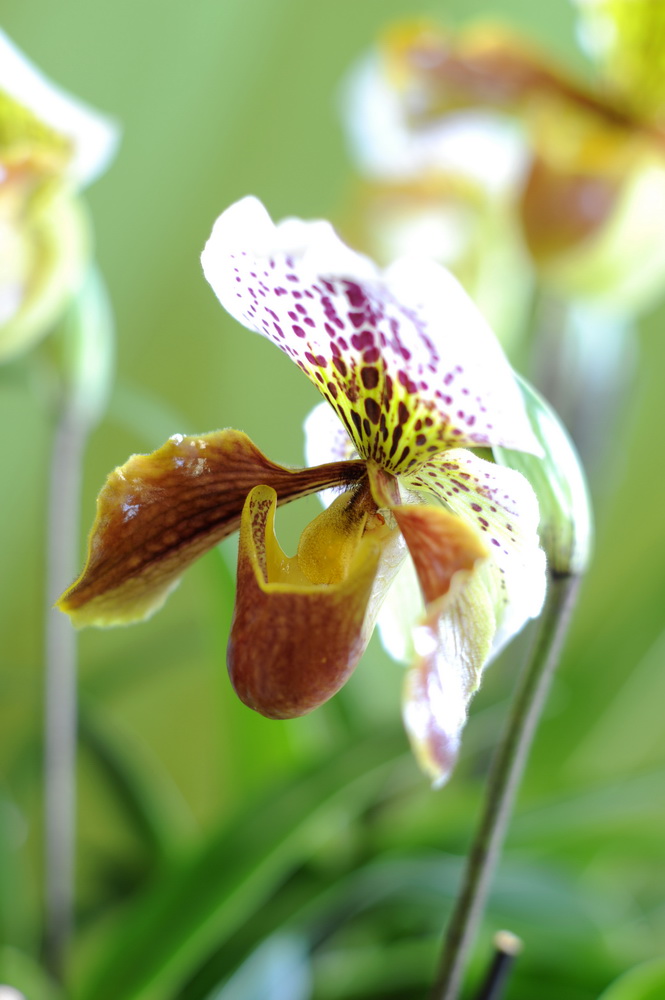Orchidée papiopédilum JB