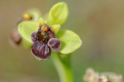 Insitu-flora-crete-12