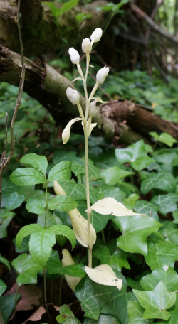 Orchidée Cephalanthera damasonium bl