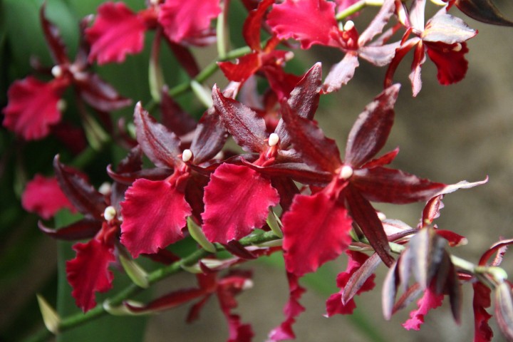 Orchidee-colmanara-massai