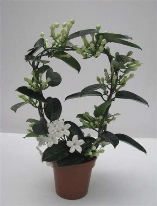 Stephanotis_02