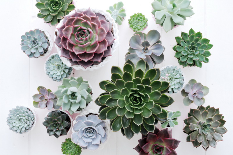 Succulentes_04