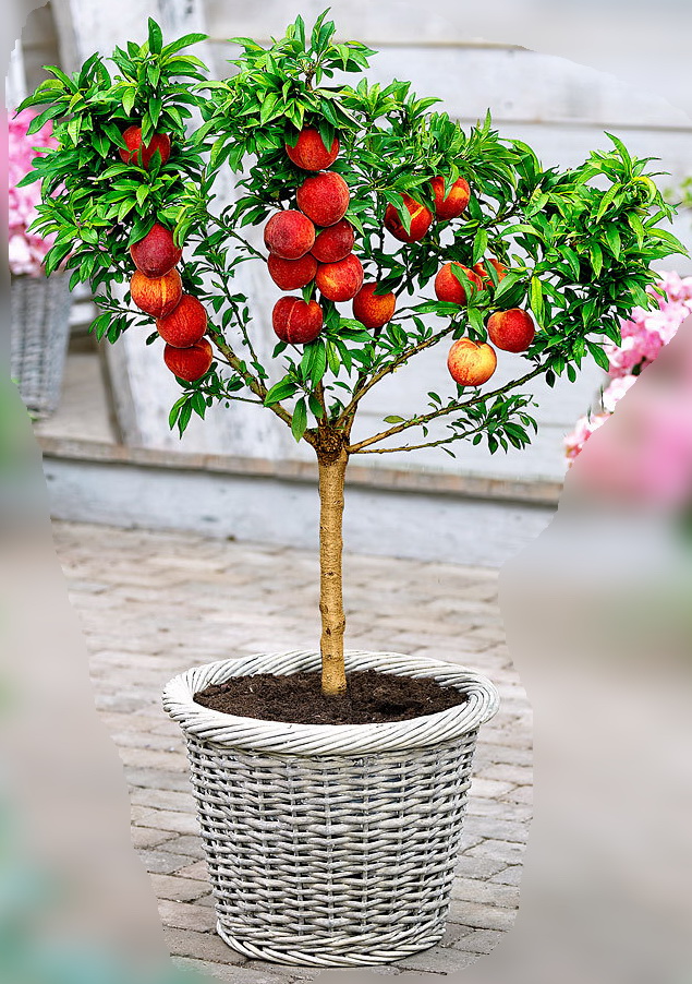 Arbre pêcher nain