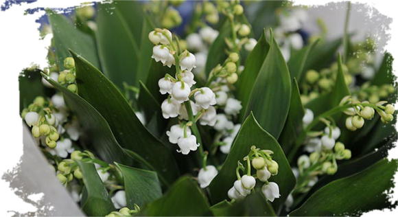 Muguet_2017