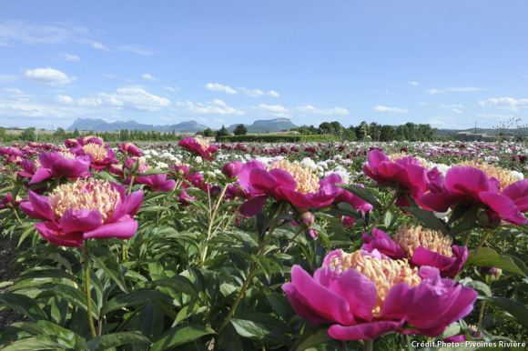 Pivoines_riviere