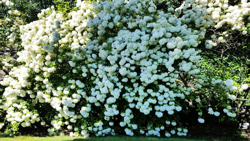 Fleurs des îles Borromées_06