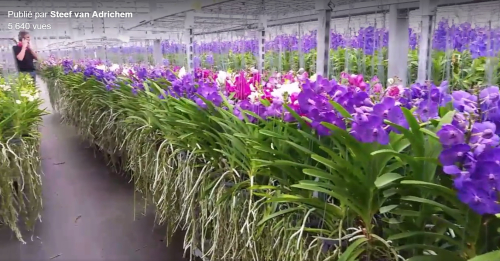Des Orchidées Vanda pour la fête des Mères - Le pouvoir des fleurs