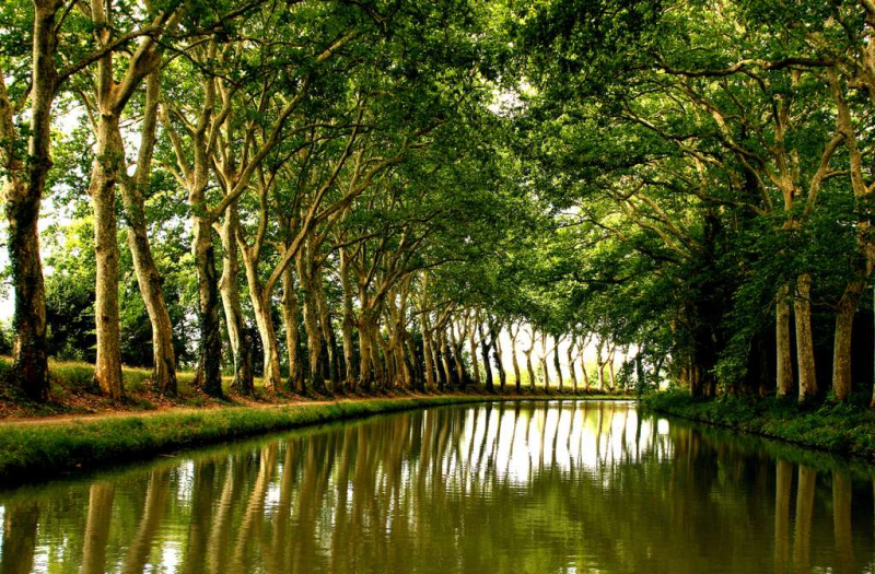 Platanes canal du midi