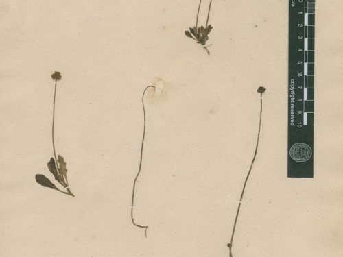 Herbier_01