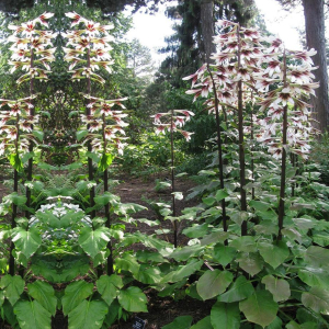 Cardiocrinum giganteum_04