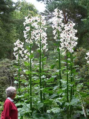 Cardiocrinum giganteum_02