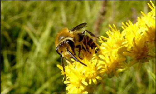 Pollinisation futura-sciences-abeilles