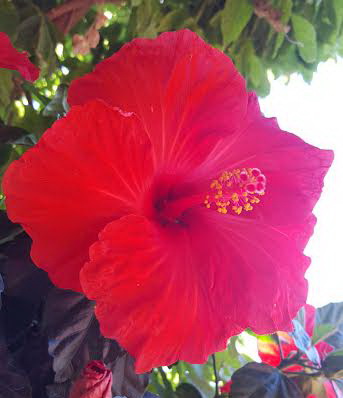 Hibiscus rosa-sinensis – hibiscus d'intérieur