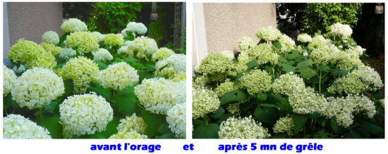 Grele et hortensias