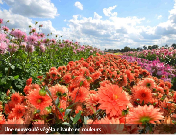 Terrabotanica-dahlias_02
