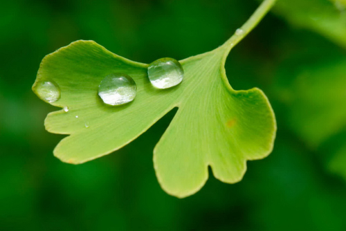 Ginkgo-biloba feuille