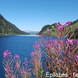 Epilobes fleurs