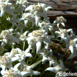 Edelweiss_01