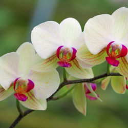 Phalaenopsis _02