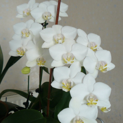 Orchidée phalaenopsis JB