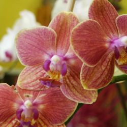 Phalaenopsis _06