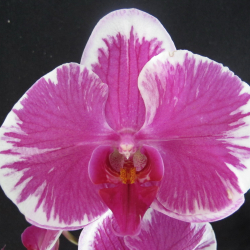 Phalaenopsis _05