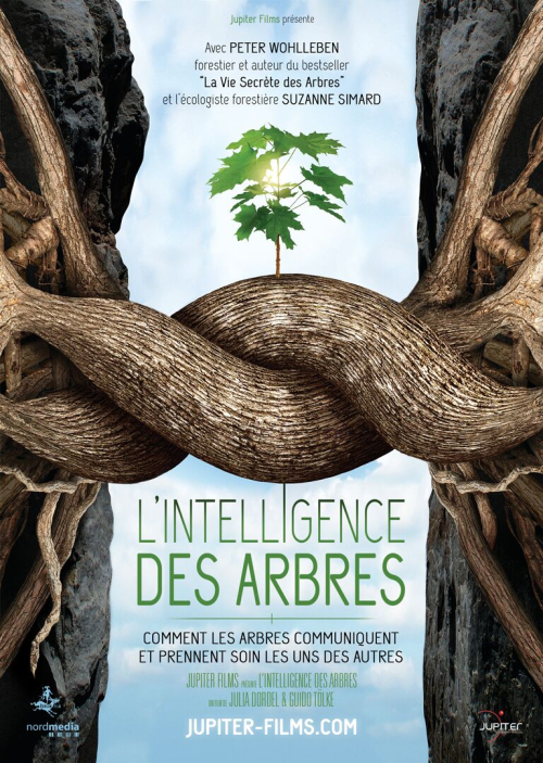 Sortie Dun Film Documentaire Lintelligence Des Arbres Le