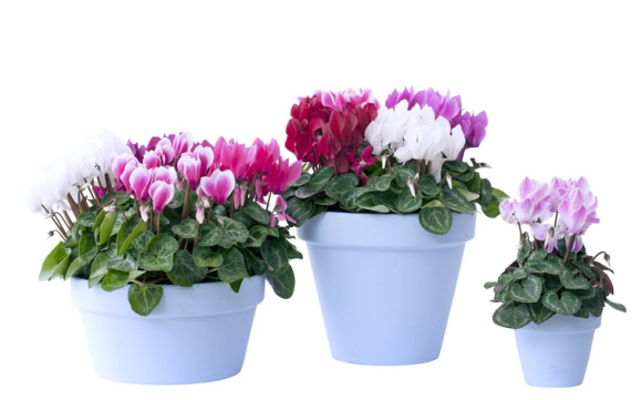 OHF-cyclamen_01